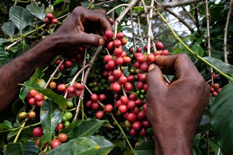 papua new guinea coffee regions
